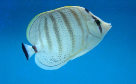  Chaetodon multicinctus (Multiband Butterflyfish, Pebbled Butterflyfish, Hawaiian Striped Butterflyfish)